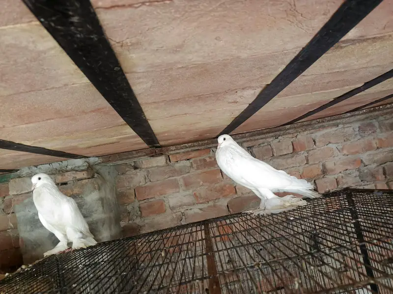 gubara breader pair aur ak male extra available for sale — photo 5