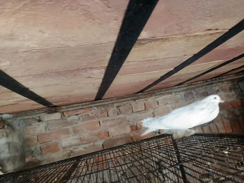 gubara breader pair aur ak male extra available for sale — photo 6
