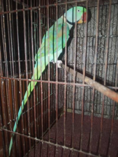healthy and energetic male