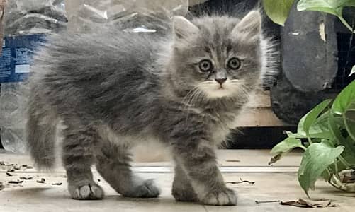 Persian kittens