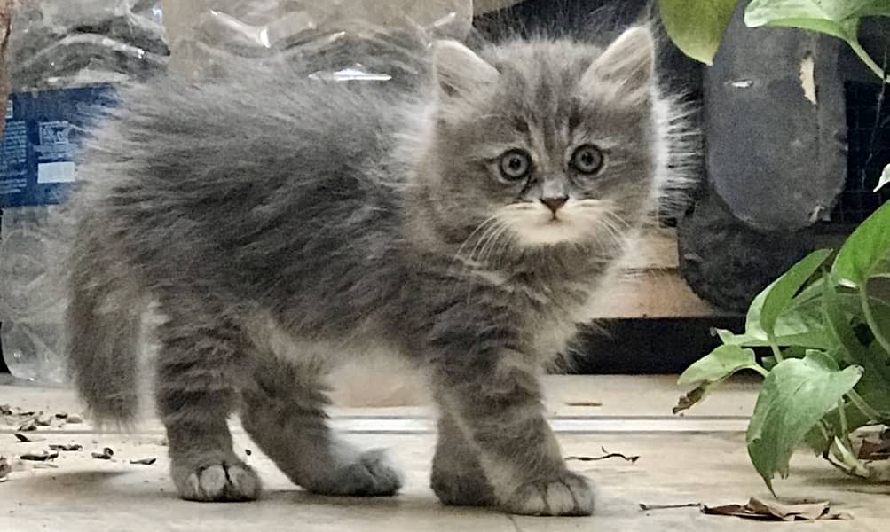 Persian kittens 0