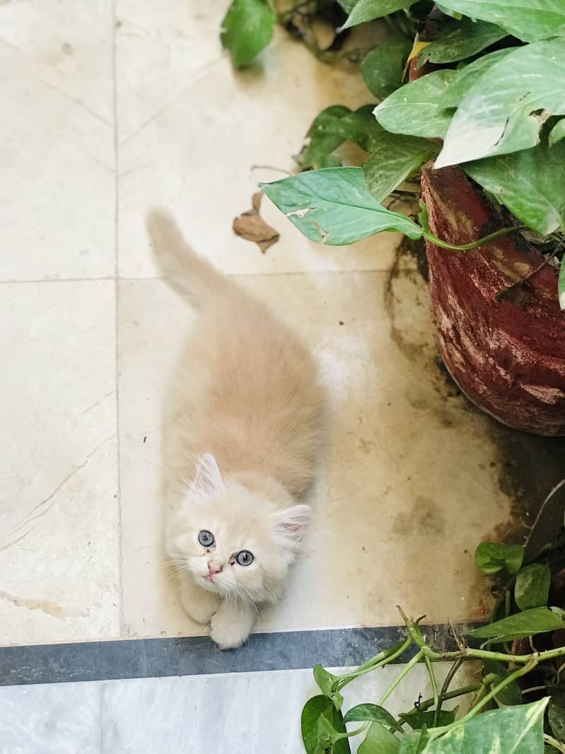 Persian kittens 3