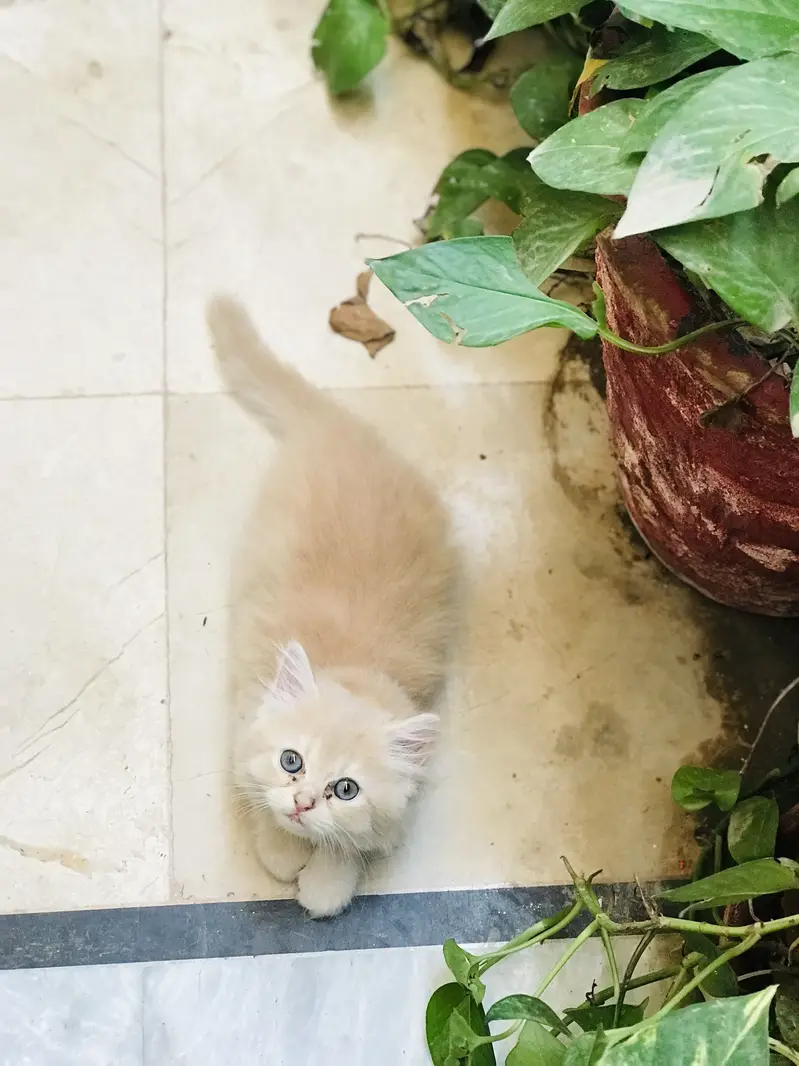 Persian kittens — photo 4