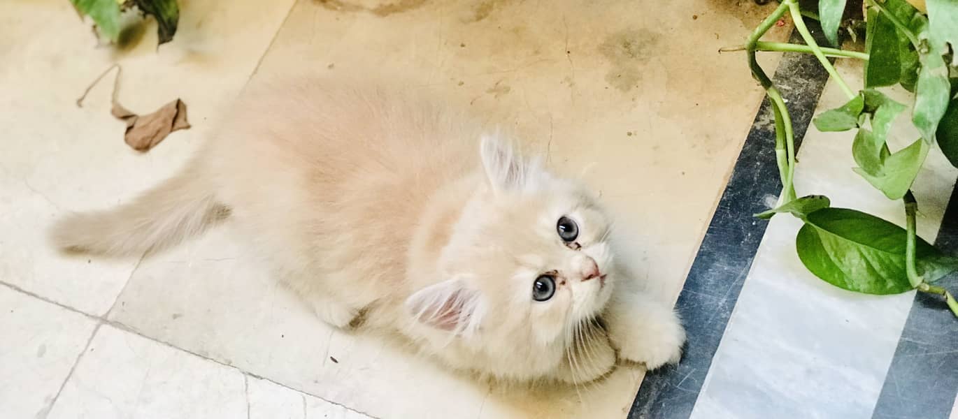 Persian kittens 4