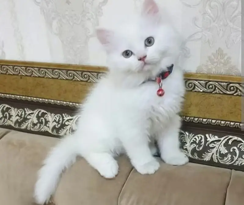 Persian kittens — photo 7