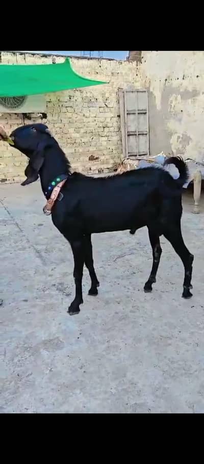 NAGRA 2 Dant Bakra