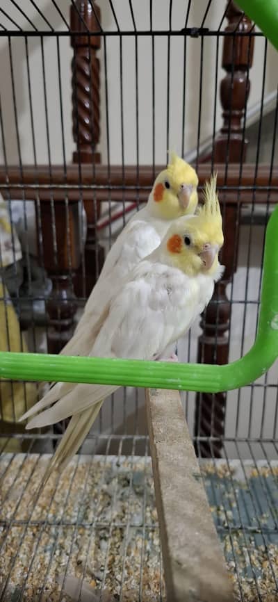 cocktail parrots for sale
