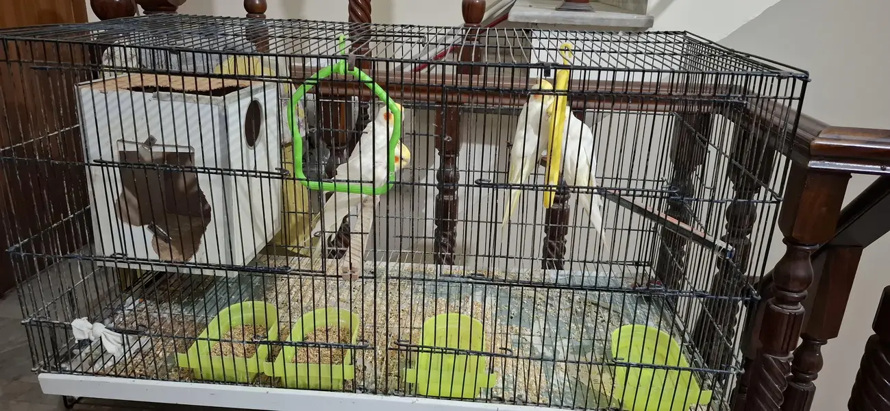 cocktail parrots for sale — photo 2