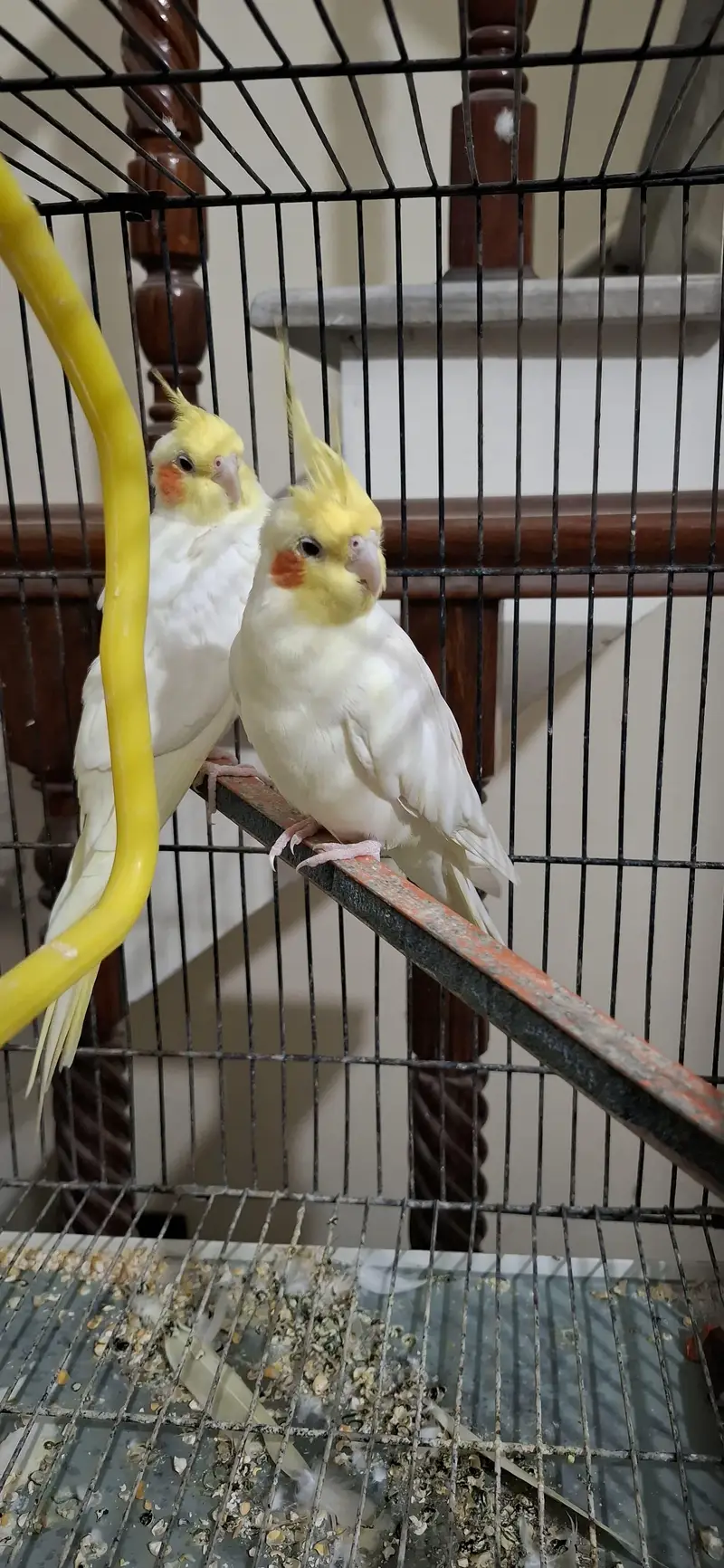 cocktail parrots for sale — photo 3
