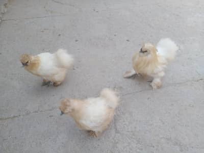 Silkie Chickens