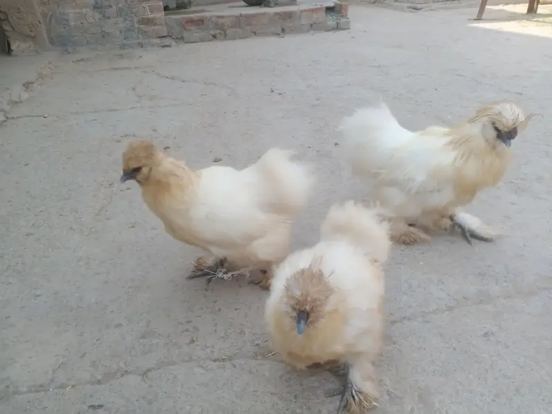 Silkie Chickens — photo 2