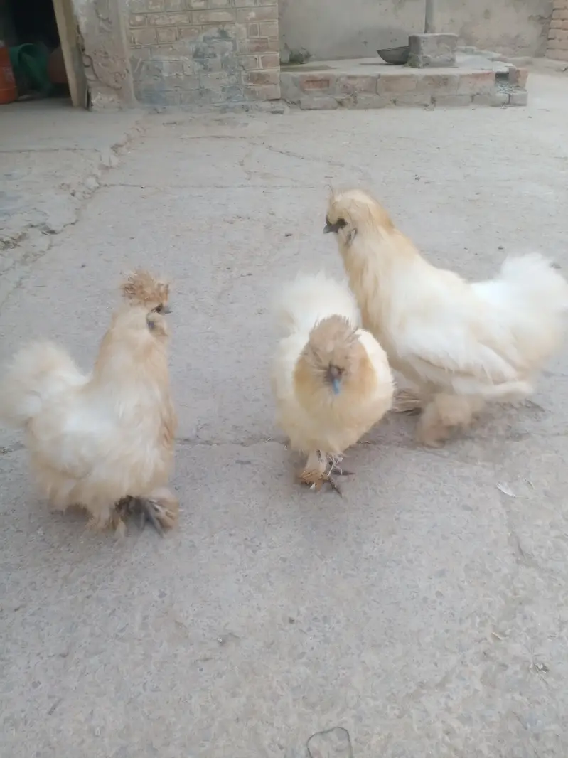 Silkie Chickens — photo 3