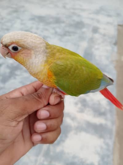 Birds For Sale , Breedars
