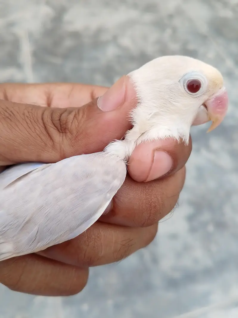 Birds For Sale , Breedars — photo 2