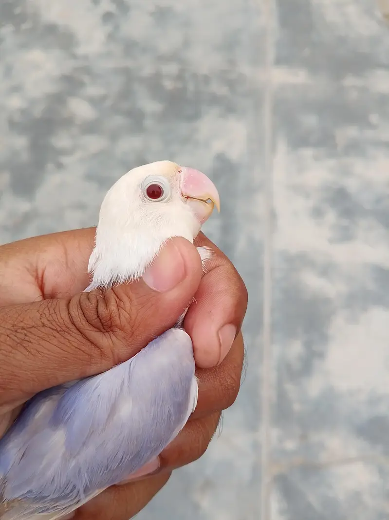 Birds For Sale , Breedars — photo 3