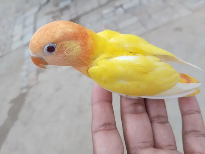 Birds For Sale , Breedars — photo 4