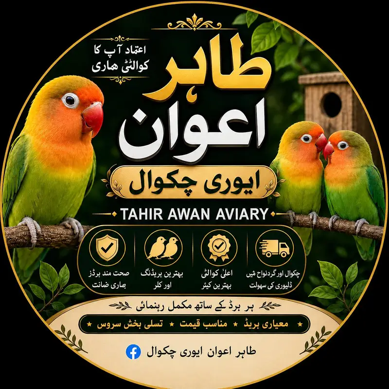 Birds For Sale , Breedars — photo 5