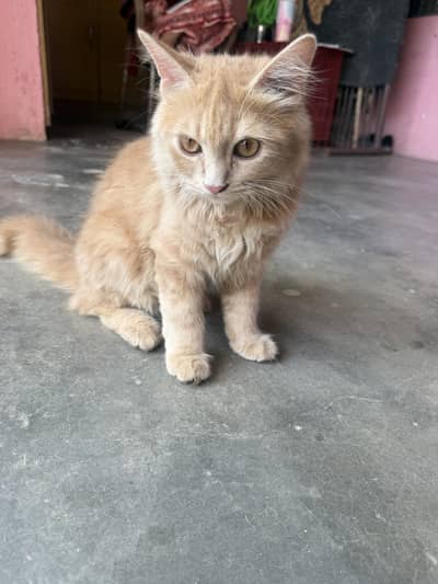 Persian male cat
