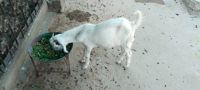 bakri