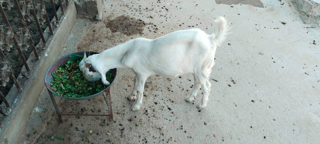 bakri 0