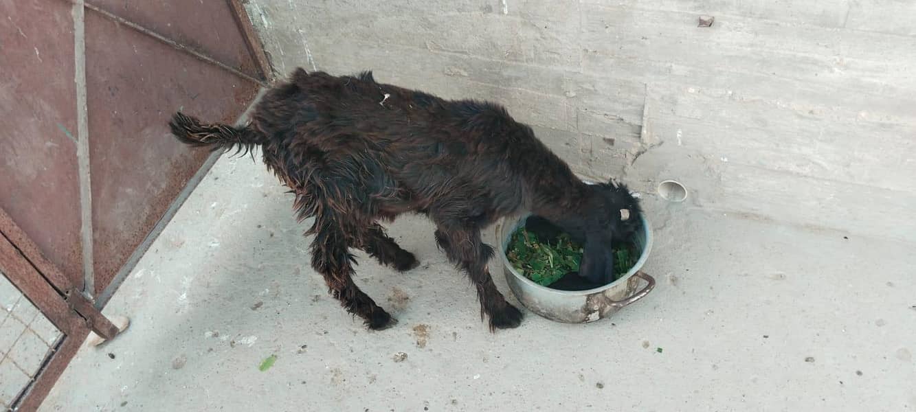 bakri 1