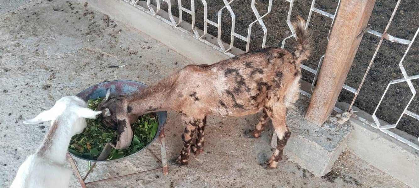 bakri 2