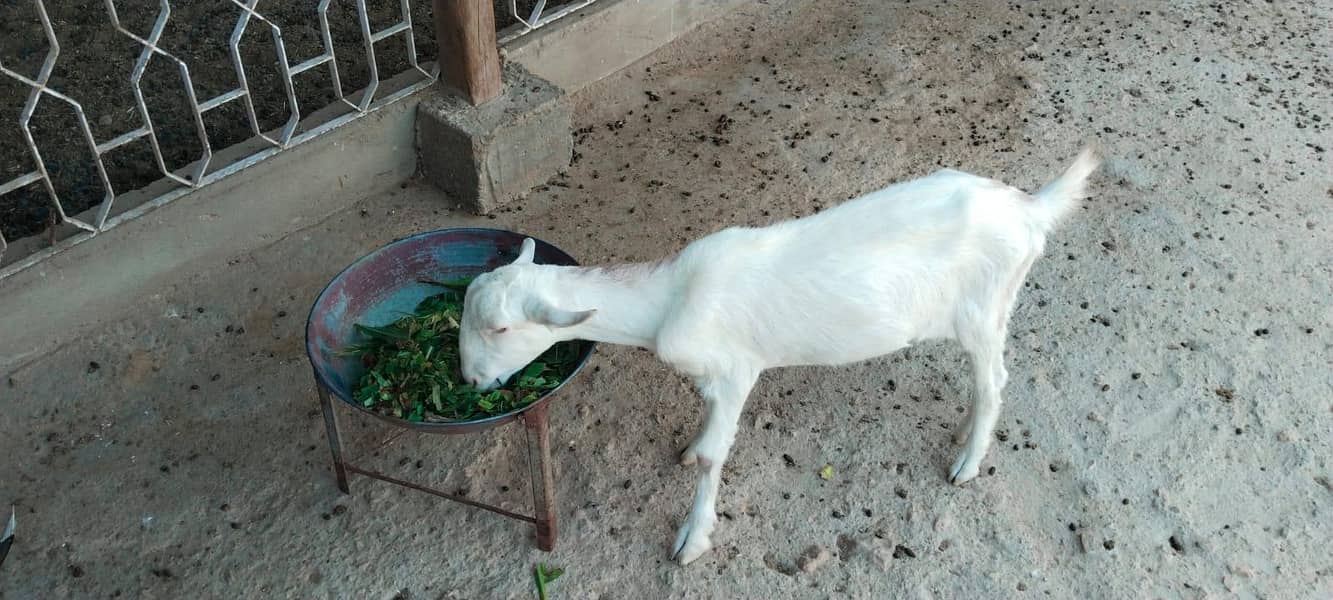 bakri 3
