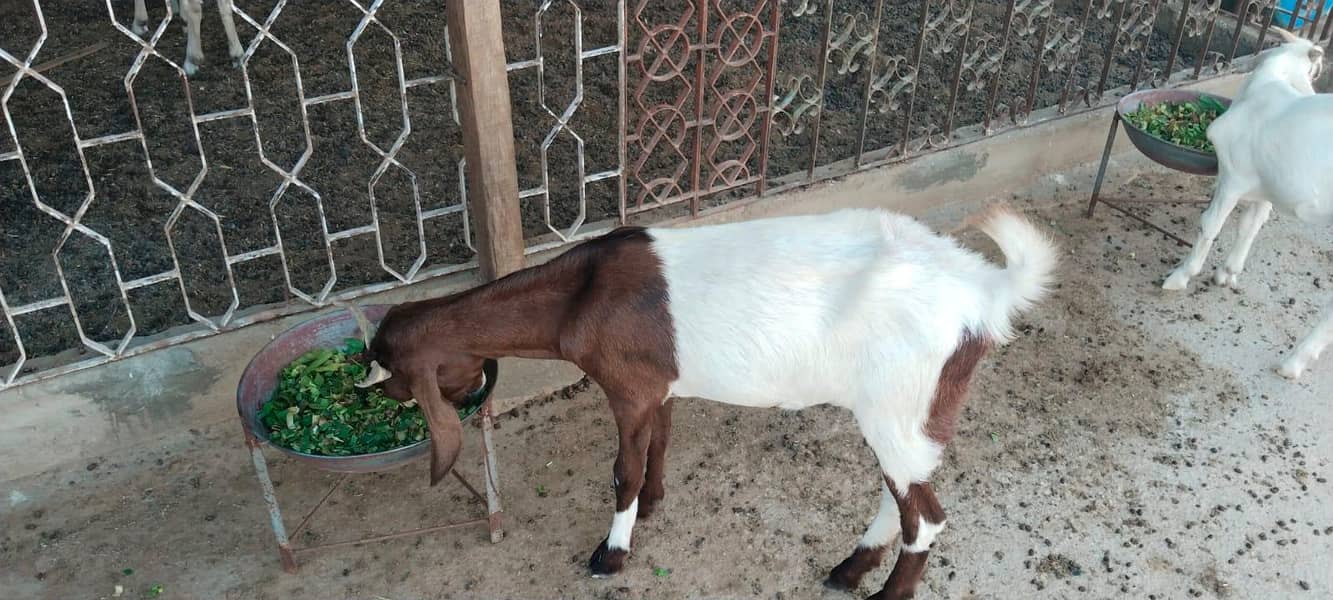 bakri 4