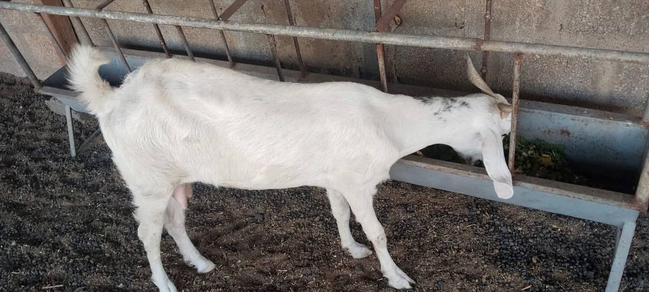 bakri 5