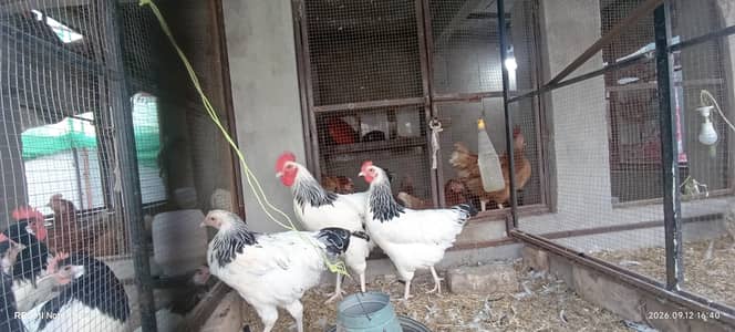 Sussex eggs fertile and Lohman brown male