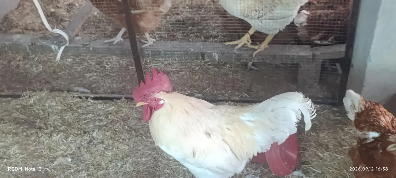 Sussex eggs fertile and Lohman brown male — photo 3