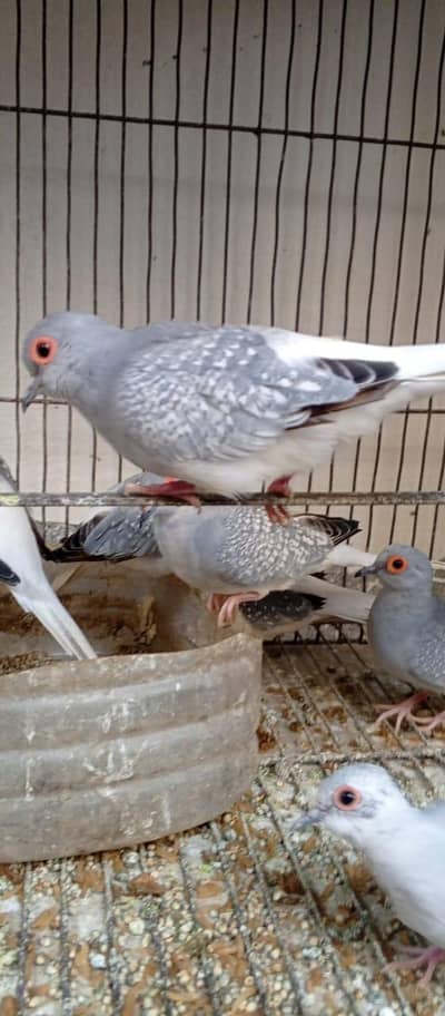 Silver Dove for Sale
