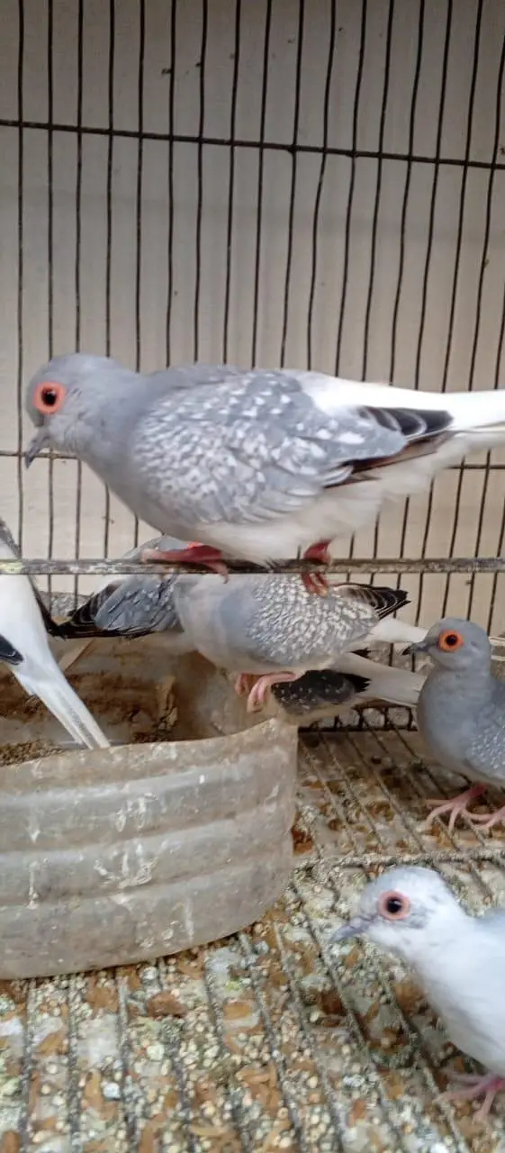 Silver Dove for Sale