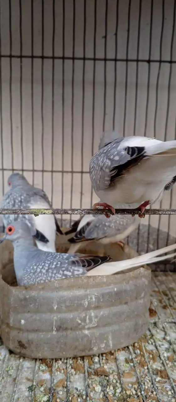 Silver Dove for Sale — photo 2