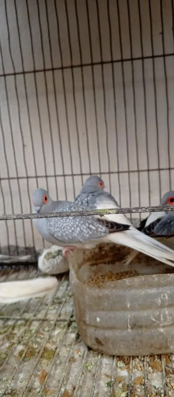Silver Dove for Sale — photo 3