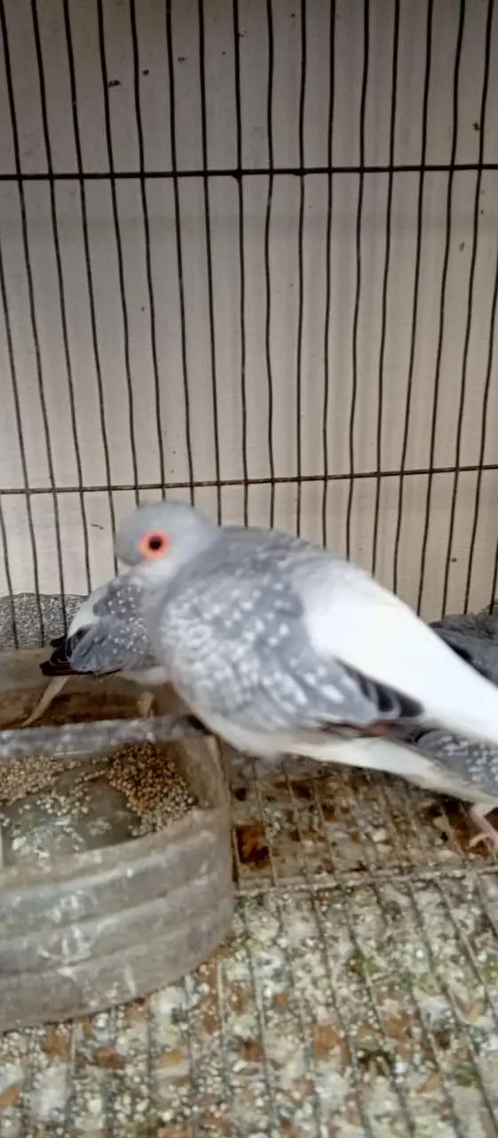 Silver Dove for Sale — photo 4