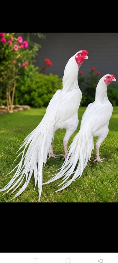 Indian parrot Beak long taile/ long taile parat beek chics