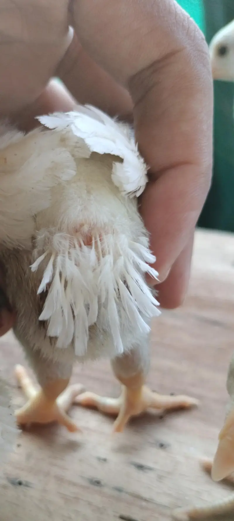 Indian parrot Beak long taile/ long taile parat beek chics — photo 10