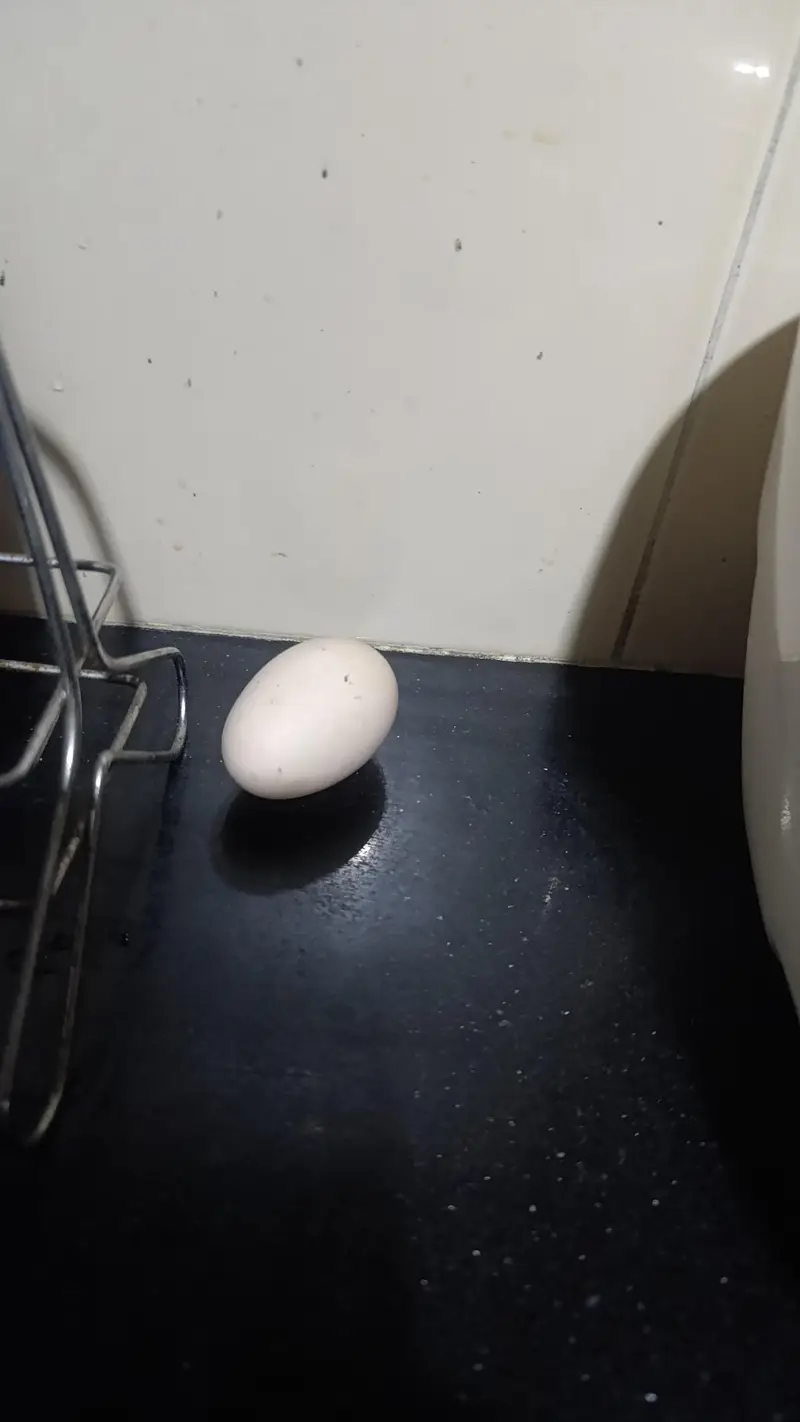 Sussex eggs fertile and Lohman brown male — photo 5