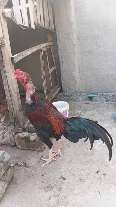 Mianwali Aseel male for sale home breeder