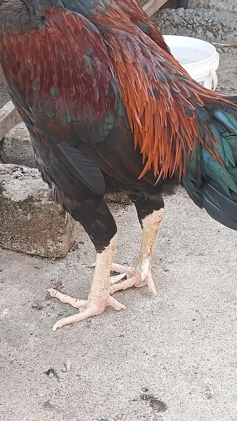 Mianwali Aseel male for sale home breeder — photo 2