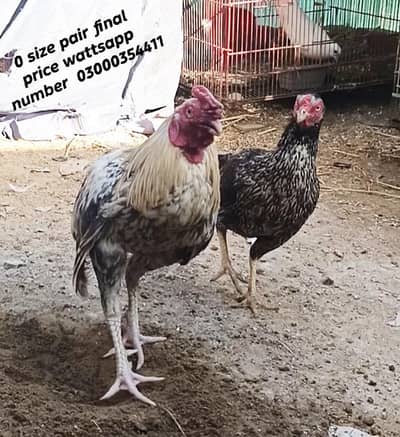 0 size pair and 2 chicks wattsapp number 03000354411