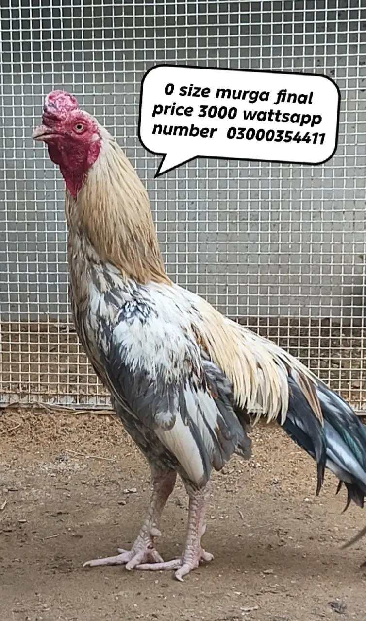 0 size pair and 2 chicks wattsapp number 03000354411 — photo 2