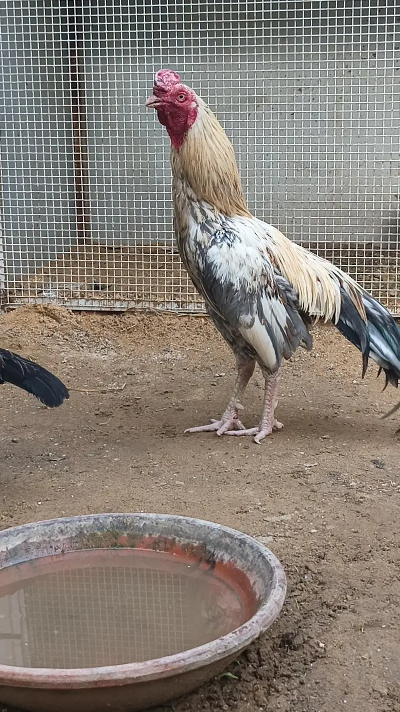 0 size pair and 2 chicks wattsapp number 03000354411 — photo 3