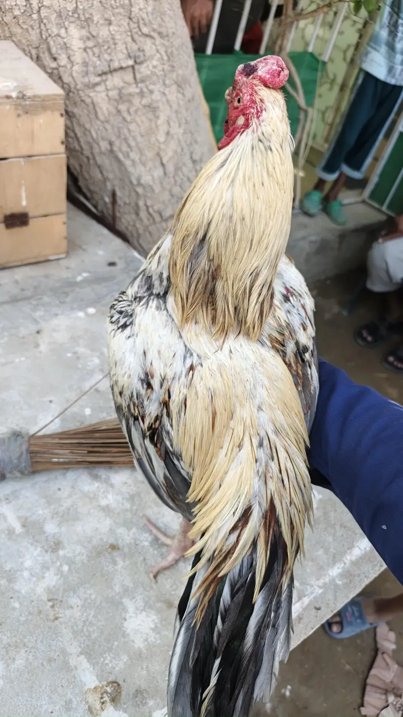0 size pair and 2 chicks wattsapp number 03000354411 — photo 4