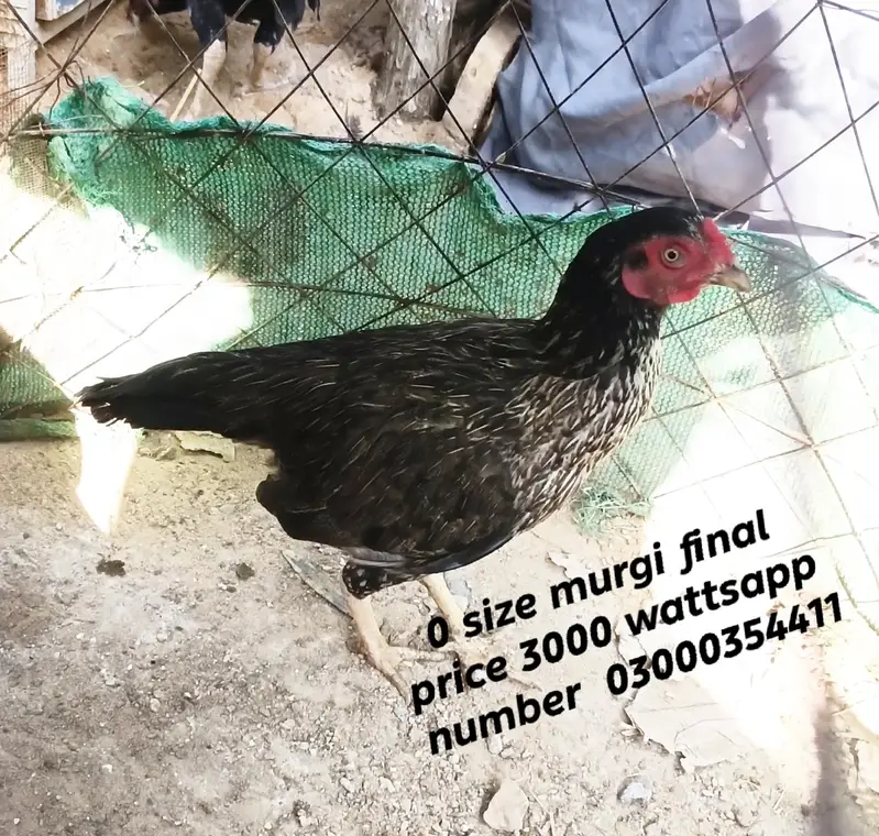 0 size pair and 2 chicks wattsapp number 03000354411 — photo 5