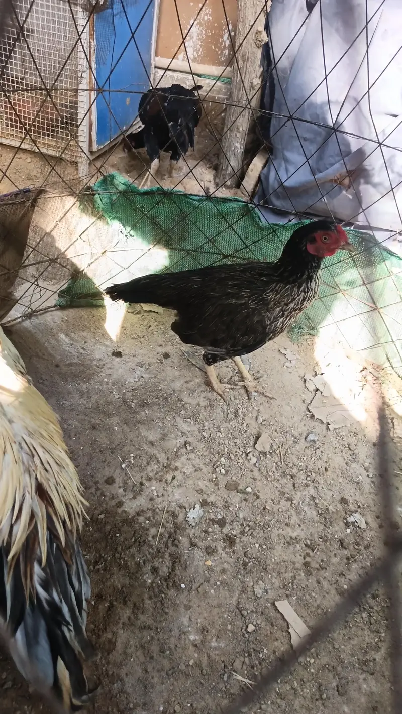 0 size pair and 2 chicks wattsapp number 03000354411 — photo 6