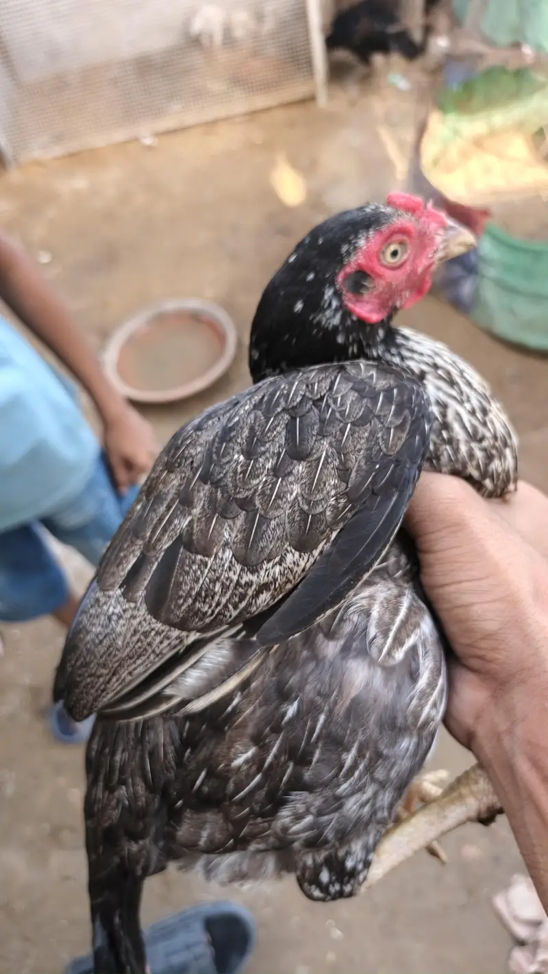 0 size pair and 2 chicks wattsapp number 03000354411 — photo 7