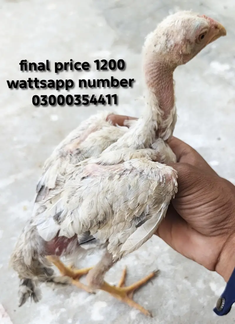 0 size pair and 2 chicks wattsapp number 03000354411 — photo 8
