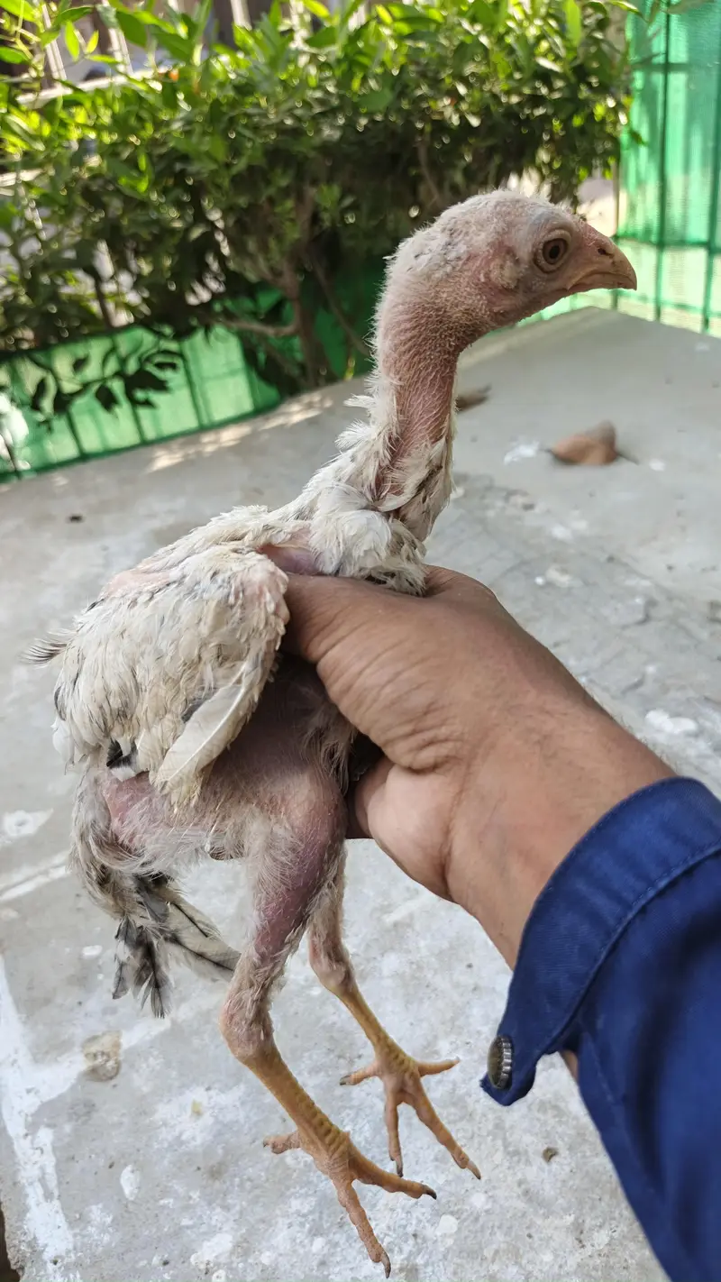 0 size pair and 2 chicks wattsapp number 03000354411 — photo 9